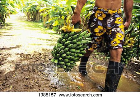 Stock Photo - Hawaii, Man Carrying Cluster Of Bananas, Walking Down Trail.. Fotosearch