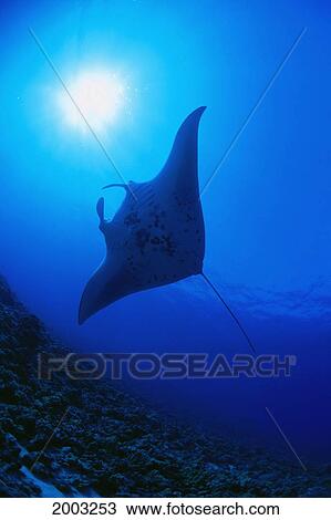 Hawaii, Manta Ray (Manta Birostris) Over Reef In Blue Water With Sunburst View Large Photo Image Stock Image - Hawaii, Manta Ray (Manta Birostris) Over Reef In Blue Water With Sunburst. Fotosearch