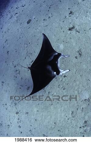 Hawaii, Manta Ray (Manta Birostris), View From Above View Large Photo Image Stock Photograph - Hawaii, Manta Ray (Manta Birostris), View From Above. Fotosearch