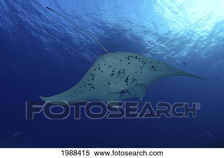 Stock Photography - Hawaii, Manta Ray (Manta Birostris) Underwater Near Surface. Fotosearch