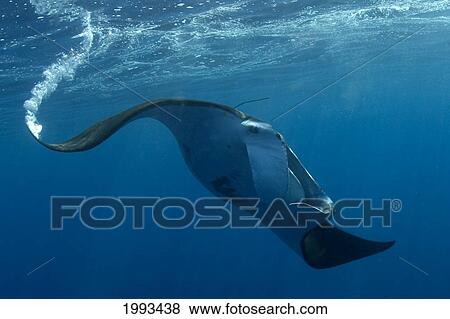 Hawaii, Manta Ray Underwater Near Surface Of The Ocean View Large Photo Image Stock Photo - Hawaii, Manta Ray Underwater Near Surface Of The Ocean. Fotosearch
