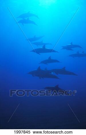 Stock Photography - Hawaii, Many Spinner Dolphins In Blue Ocean Silhouetted, Sunburst (Stenella Longirostris) A93D. Fotosearch