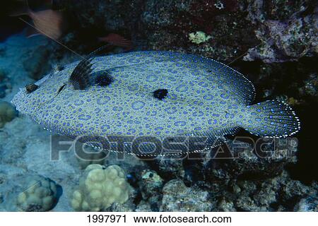 Stock Image - Hawaii, Manyray Flounder (Bothus Mancus) Over Coral Reef, Colorful A83H. Fotosearch