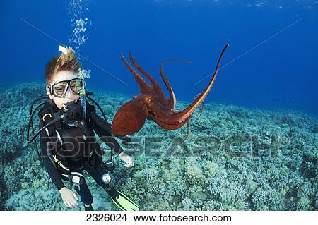 Hawaii, Maui, 11 Year Old Padi Certified Junior Open Water Diver Gets His First Look At A Day Octopus (Octopus Cyanea) View Large Photo Image Picture - Hawaii, Maui, 11 Year Old Padi Certified Junior Open Water Diver Gets His First Look At A Day Octopus (Octopus Cyanea). Fotosearch