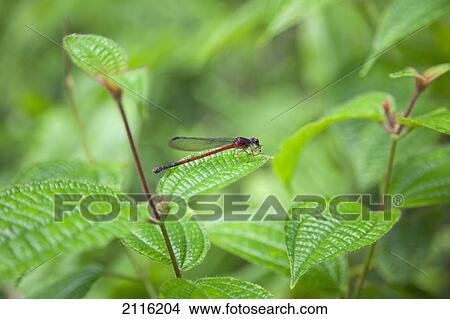 Picture - Hawaii, Maui, A closeup of a red dragonfly.. Fotosearch