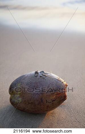 Picture - Hawaii, Maui, A coconut on beach at sunset.. Fotosearch