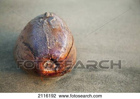 Stock Image - Hawaii, Maui, A coconut on beach at sunset.. Fotosearch