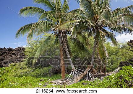 Hawaii, Maui, A deserted palm tree oasis amidst miles of lava rock. View Large Photo Image Picture - Hawaii, Maui, A deserted palm tree oasis amidst miles of lava rock.. Fotosearch
