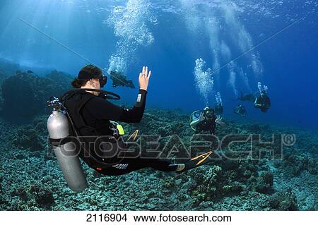 Picture - Hawaii, Maui, A dive guide checks back with her divers over a reef at Molokini. Islet. Fotosearch