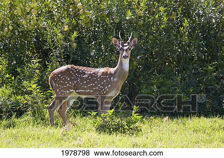 Hawaii, Maui, A Feral Axis Deer (Axis Axis) Standing In A Green Meadow. View Large Photo Image Stock Photo - Hawaii, Maui, A Feral Axis Deer (Axis Axis) Standing In A Green Meadow.. Fotosearch