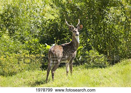Hawaii, Maui, A Feral Axis Deer (Axis Axis) Standing In A Green Meadow. View Large Photo Image Stock Photo - Hawaii, Maui, A Feral Axis Deer (Axis Axis) Standing In A Green Meadow.. Fotosearch