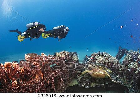Hawaii, Maui, A Green Sea Turtle (Chelonia Mydas) And Two Divers With Underwater Scooters Exploring A Wwii Landing Craft. View Large Photo Image Stock Photograph - Hawaii, Maui, A Green Sea Turtle (Chelonia Mydas) And Two Divers With Underwater Scooters Exploring A Wwii Landing Craft.. Fotosearch