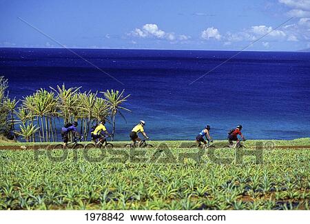 Stock Image - Hawaii, Maui, A Group Mountain Biking Through Pineapple Fields Above The Ocean.. Fotosearch