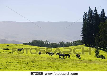 Stock Photograph - Hawaii, Maui, A Heard Of Horses Standing In A Green Meadow.. Fotosearch