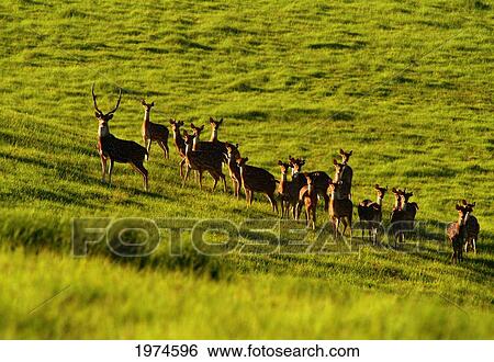 Stock Photograph - Hawaii, Maui, A Herd Of Deer Standing In A Green Meadow.. Fotosearch