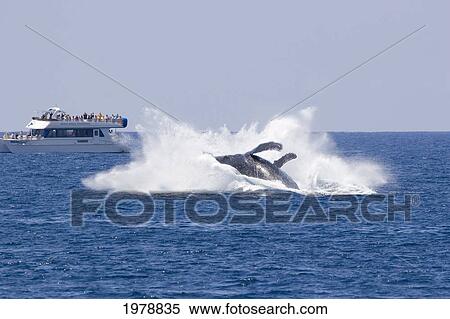 Hawaii, Maui, A Humpback Whale (Megaptera Novaeangliae) Makes A Big Splash Breaching For Whale Watchers. View Large Photo Image Stock Photography - Hawaii, Maui, A Humpback Whale (Megaptera Novaeangliae) Makes A Big Splash Breaching For Whale Watchers.. Fotosearch