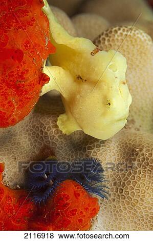 Stock Photo - Hawaii, Maui, A juvenile Commerson's frogfish (Antennarius commersoni) and a blue Christmas tree worm (Spirobranchus gigantus).. Fotosearch