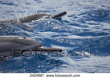 Stock Photo - Hawaii, Maui, A pair of Spinner Dolphins (Stenella Longirostris) at the ocean's surface for a breath of fresh air.. Fotosearch