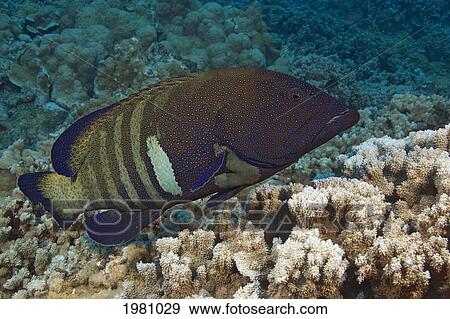 Stock Photo - Hawaii, Maui, A Peacock Grouper (Cephalopholis Argus) Above Coral Reef.. Fotosearch