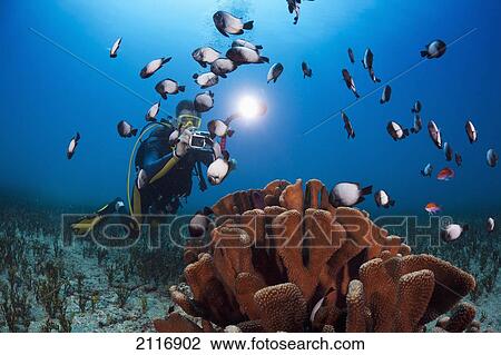 Hawaii, Maui, A photographer lines up on a group of Hawaiian domino damselfish (Dascyllus albisella), also known as Hawaiian whitespot damselfish, onespot damselfish, or dascyllus. View Large Photo Image Stock Image - Hawaii, Maui, A photographer lines up on a group of Hawaiian domino damselfish (Dascyllus albisella), also known as Hawaiian whitespot damselfish, onespot damselfish, or dascyllus.. Fotosearch