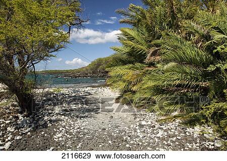 Stock Photo - Hawaii, Maui, A road of coral on the beach among palm trees.. Fotosearch