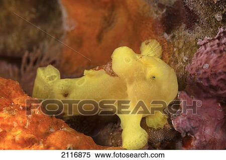 Hawaii, Maui, A small commerson's frogfish (Antennarius commersoni) on a coral reef. View Large Photo Image Stock Photography - Hawaii, Maui, A small commerson's frogfish (Antennarius commersoni) on a coral reef.. Fotosearch