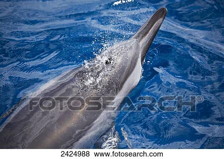 Stock Photo - Hawaii, Maui, A Spinner Dolphin (Stenella Longirostris) at the ocean's surface for a breath of fresh air.. Fotosearch