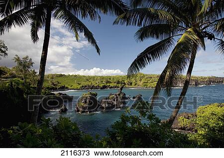 Stock Image - Hawaii, Maui, A sunny view of Waianapanapa from behind palm trees.. Fotosearch