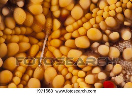 Stock Photo - Hawaii, Maui, A Tiny Commensal Shrimp (Periclemenes Soror) Is Camouflaged On A Cushion Starfish (Culcita Novaeguineae).. Fotosearch