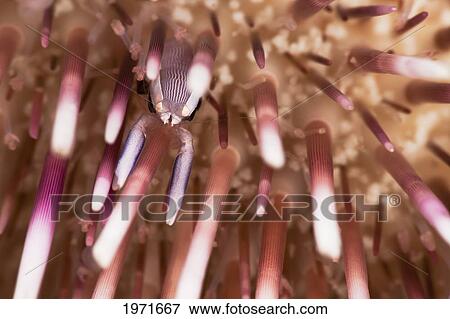 Stock Photo - Hawaii, Maui, A Tiny Miner's Urchin Shrimp (Gnathophylloides Mineri) Is Camouflaged On A Collector Urchin (Pseudoboleia Indiana).. Fotosearch