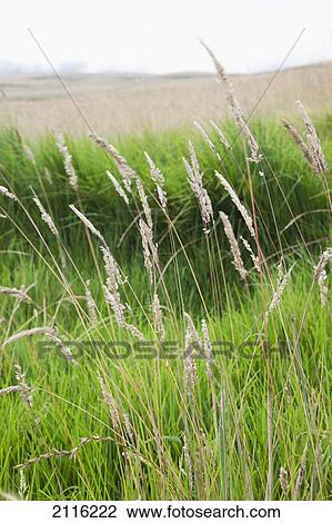 Stock Image - Hawaii, Maui, A vertical shot of closeup green grass.. Fotosearch