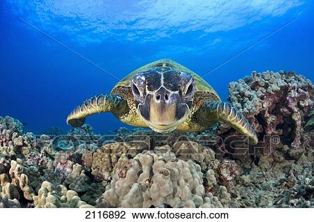 Stock Image - Hawaii, Maui, A wide angle of a green sea turtle (Chelonia mydas) viewed straight on.. Fotosearch