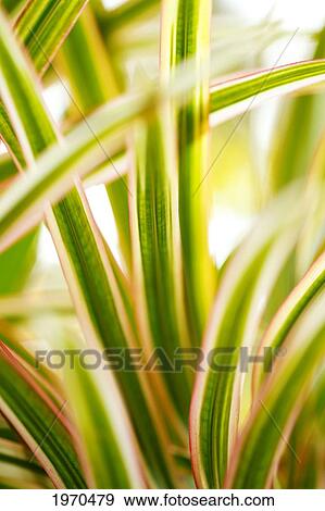 Hawaii, Maui, Abstract Macro View Of Tropical Plant Leaves. View Large Photo Image Stock Photo - Hawaii, Maui, Abstract Macro View Of Tropical Plant Leaves.. Fotosearch