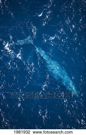 Hawaii, Maui, aerial of a Humpback Whale just below the surface of the water. View Large Photo Image Stock Image - Hawaii, Maui, aerial of a Humpback Whale just below the surface of the water.. Fotosearch