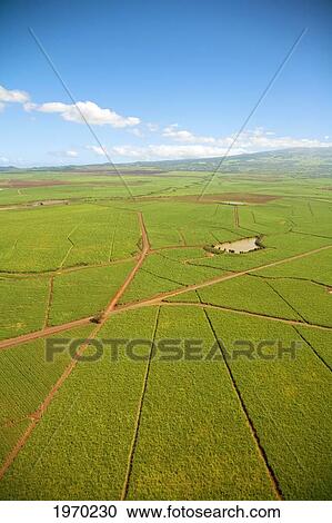 Hawaii, Maui, Aerial Of Sugar Cane Fields With Haleakala In The Distance View Large Photo Image Stock Image - Hawaii, Maui, Aerial Of Sugar Cane Fields With Haleakala In The Distance. Fotosearch