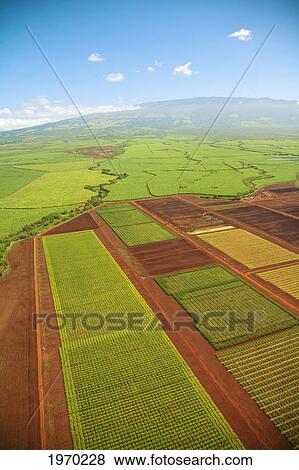 Stock Photo - Hawaii, Maui, Aerial Of Sugar Cane Fields With Haleakala In The Distance. Fotosearch