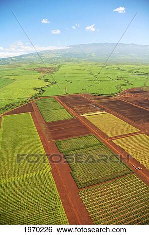Hawaii, Maui, Aerial Of Sugar Cane Fields With Haleakala In The Distance View Large Photo Image Stock Photograph - Hawaii, Maui, Aerial Of Sugar Cane Fields With Haleakala In The Distance. Fotosearch