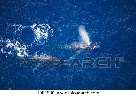 Stock Image - Hawaii, Maui, aerial of two Humpback Whales, one spouting.. Fotosearch