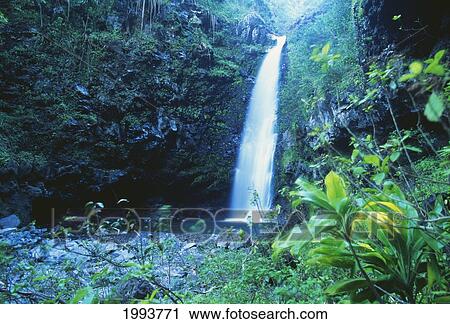 Stock Image - Hawaii, Maui, Alelele Waterfall, Lush Tropical Rainforest. Fotosearch