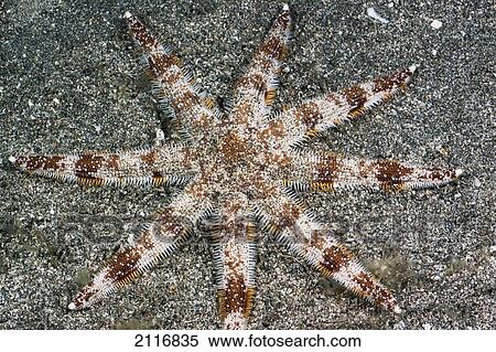 Hawaii, Maui, An unusual eight-armed seastar (Luidia aspera) on the ocean floor. View Large Photo Image Stock Photography - Hawaii, Maui, An unusual eight-armed seastar (Luidia aspera) on the ocean floor.. Fotosearch