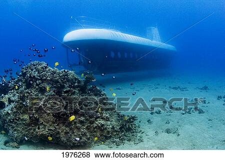Stock Photo - Hawaii, Maui, Atlantis Submarine Passes Small Coral Bed With Sea Life.. Fotosearch