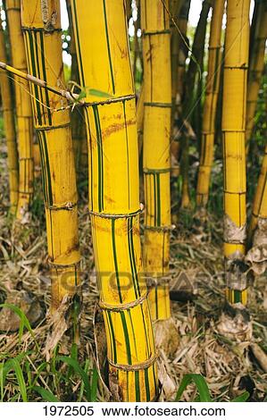 Stock Photography - Hawaii, Maui, Bamboo Along The Trail To Twin Falls.. Fotosearch