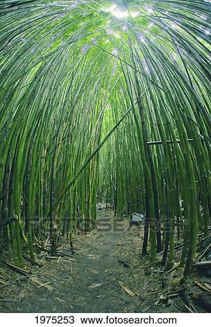 Stock Image - Hawaii, Maui, Bamboo Forest.. Fotosearch