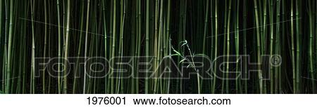 Hawaii, Maui, Bamboo Forest. View Large Photo Image Stock Image - Hawaii, Maui, Bamboo Forest.. Fotosearch