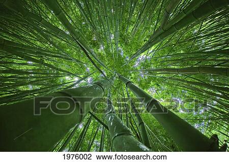 Stock Image - Hawaii, Maui, Bamboo Forest.. Fotosearch