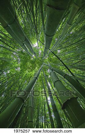 Stock Photo - Hawaii, Maui, Bamboo Forest.. Fotosearch
