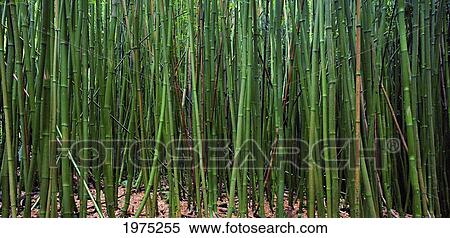 Hawaii, Maui, Bamboo Forest. View Large Photo Image Stock Photography - Hawaii, Maui, Bamboo Forest.. Fotosearch
