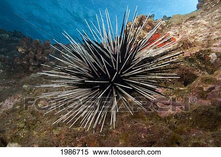 Hawaii, Maui, Banded Sea Urchin (Echinothrix Calamaris) View Large Photo Image Stock Photography - Hawaii, Maui, Banded Sea Urchin (Echinothrix Calamaris). Fotosearch