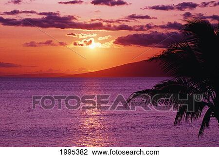 Stock Image - Hawaii, Maui, Beautiful Tropical Sunset With Palm Tree.. Fotosearch