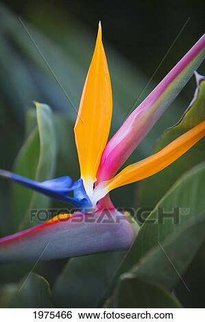 Stock Photograph - Hawaii, Maui, Bird Of Paradise Blossom.. Fotosearch